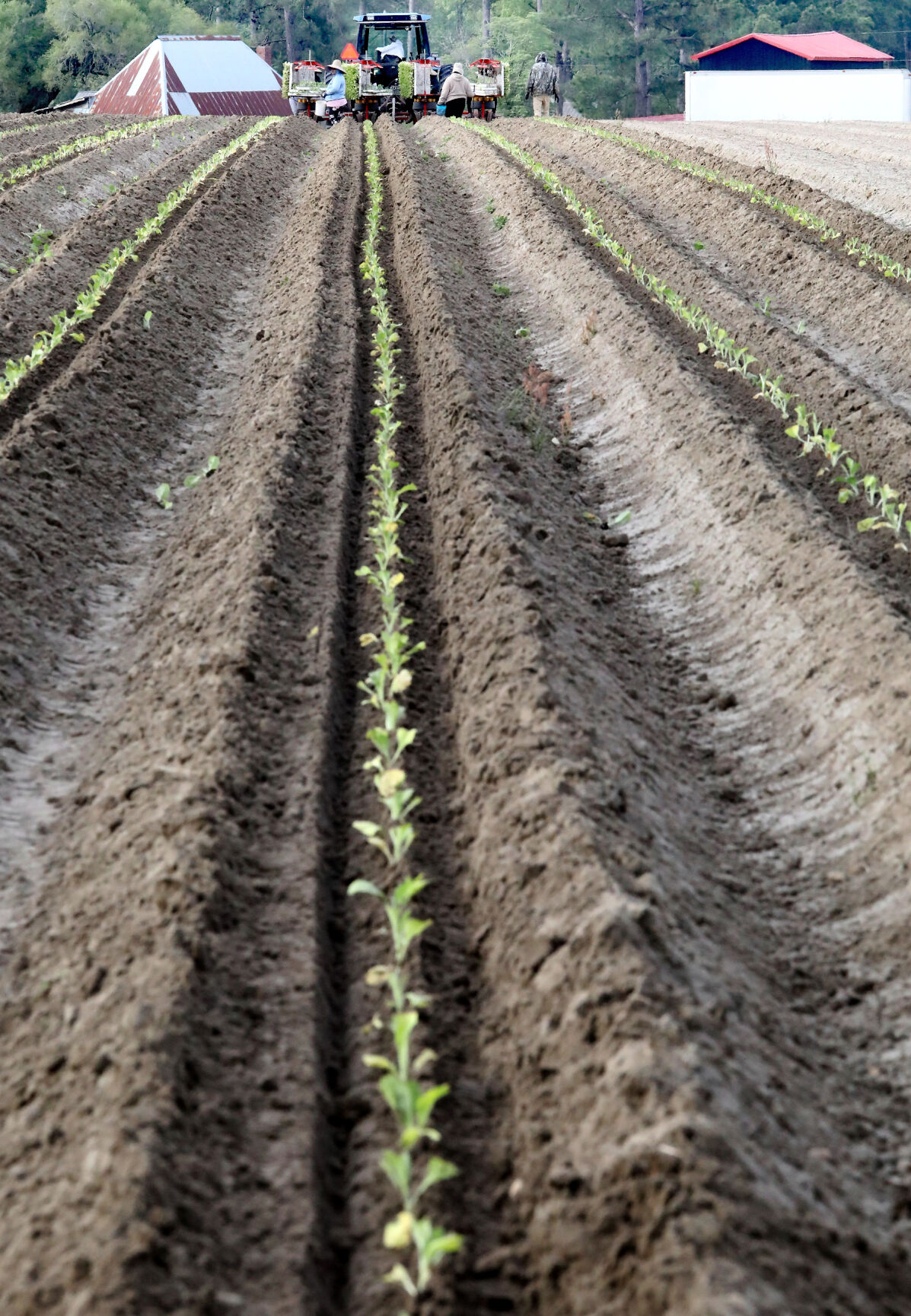 tobacco strickland_JM08.JPG
